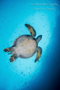 Turtle in the Sky, Isla Wolf Galápagos by Alejandro Topete 